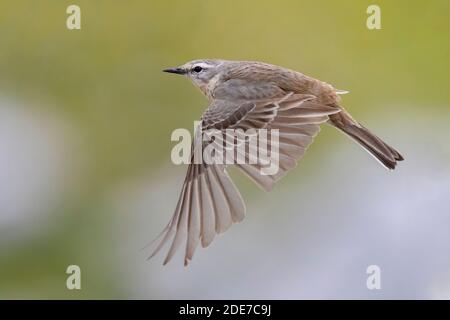 Pipettatore d'acqua (Anthus spinoletta), vista laterale di un adulto in volo, Abruzzo, Italia Foto Stock