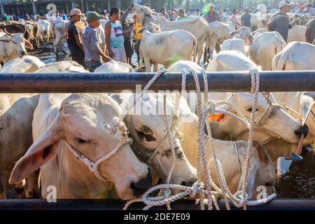 Bestiame venduto al mercato d'aste di bestiame Padre Garcia a Batangas, Filippine Foto Stock