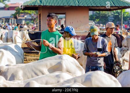 Bestiame venduto al mercato d'aste di bestiame Padre Garcia a Batangas, Filippine Foto Stock