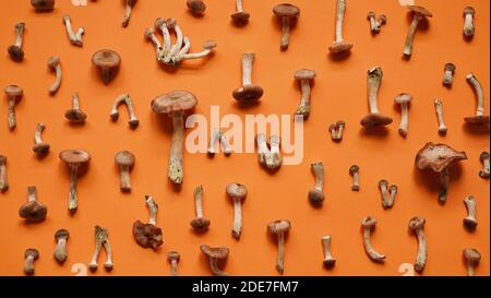 Bella stagione banner.modello di funghi miele agarico su sfondo arancione, vista dall'alto, piatto. Cibo vegetariano Foto Stock