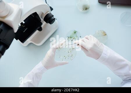 Vista dall'alto primo piano di uno scienziato irriconoscibile che tiene la capsula di Petri mentre esamina i campioni di pianta durante la ricerca in laboratorio, spazio di copia Foto Stock