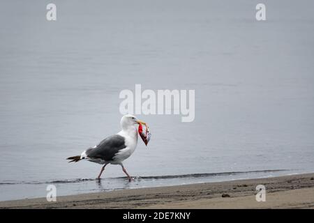 Seagull con un sacchetto di patata chip nel becco sulla riva del mare. Seagull mangiare un sacchetto di plastica. La spazzatura è cibo nuovo per uccelli marini e pesci. Inquinamento dell'oceano Foto Stock