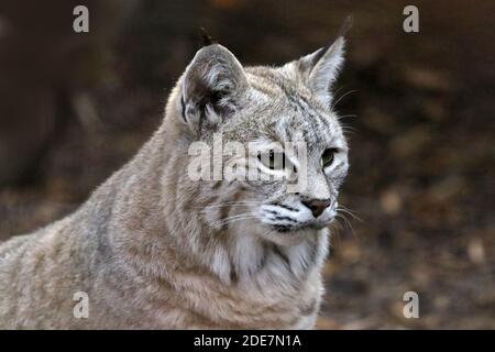 Bobcat in cattività Foto Stock