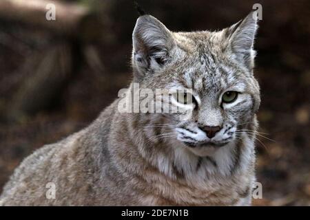 Bobcat in cattività Foto Stock