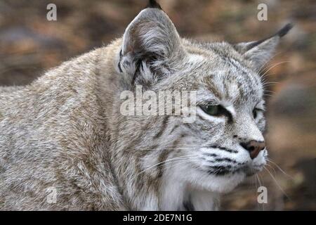 Bobcat in cattività Foto Stock