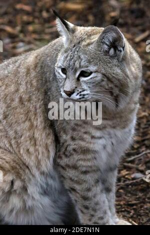 Bobcat in cattività Foto Stock