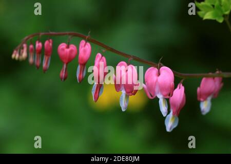 Il mio amore è nelle tue mani Foto Stock