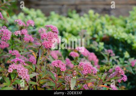 Fiori di arbusto Spirea fioriscono nel tardo autunno su un morbido sfondo da giardino Foto Stock