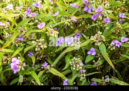 Tradescantia virginiana in un gruppo di fiori e boccioli.Impostare sullo sfondo di foglie. Foto Stock