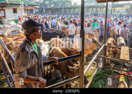 Bestiame venduto al mercato d'aste di bestiame Padre Garcia a Batangas, Filippine Foto Stock