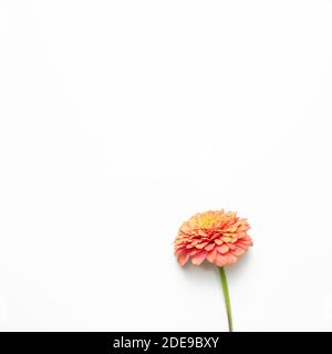 Corallo rosa crisantemo fiore su sfondo bianco. Vista dall'alto, copia spazio Foto Stock