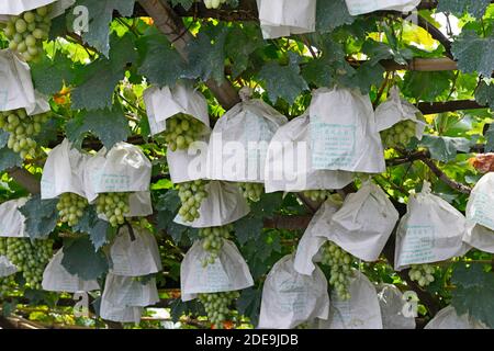 Le uve pesantemente cariche maturano sulla vite in vigneti tradizionalmente gestiti a Chunguang, dove le pratiche risalgono a oltre 1000 anni fa. Xuanhua, Cina Foto Stock