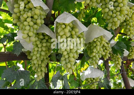 Le uve pesantemente cariche maturano sulla vite in vigneti tradizionalmente gestiti a Chunguang, dove le pratiche risalgono a oltre 1000 anni fa. Xuanhua, Cina Foto Stock