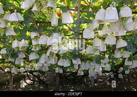 Le uve pesantemente cariche maturano sulla vite in vigneti tradizionalmente gestiti a Chunguang, dove le pratiche risalgono a oltre 1000 anni fa. Xuanhua, Cina Foto Stock