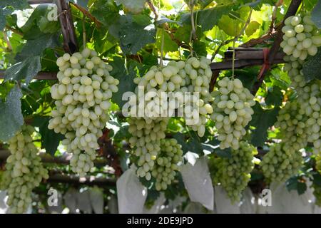 Le uve pesantemente cariche maturano sulla vite in vigneti tradizionalmente gestiti a Chunguang, dove le pratiche risalgono a oltre 1000 anni fa. Xuanhua, Cina Foto Stock