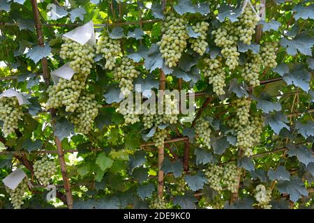 Le uve pesantemente cariche maturano sulla vite in vigneti tradizionalmente gestiti a Chunguang, dove le pratiche risalgono a oltre 1000 anni fa. Xuanhua, Cina Foto Stock