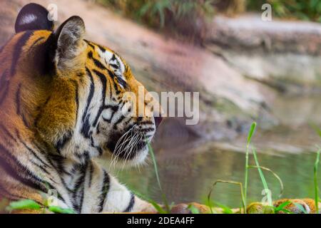 Vista laterale della testa e faccia reale tigre Bengala, natura Foto Stock