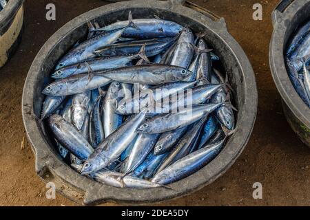 Sgombri di famiglia Scombridae - catture mattutine fresche su un mercato ad Amed. Bali, Indonesia. Foto Stock