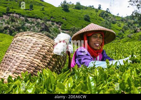 Tea Picker nella piantagione di tè a Bandung, Giava occidentale - Indonesia Foto Stock