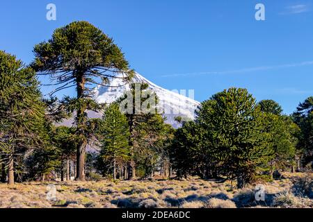 Araucaria foresta nella regione centrale e settentrionale della provincia di Neuquen in Argentina. Foto Stock