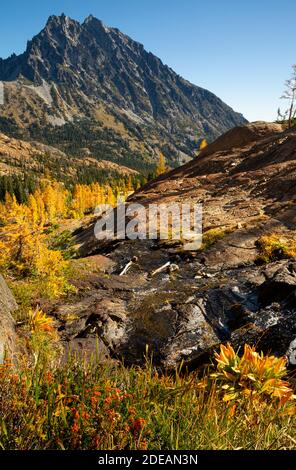 WA18584-00...WASHINGTON - colore caduta lungo una riva di un piccolo torrente lungo Ingalls Way nella natura dei laghi alpini. Foto Stock