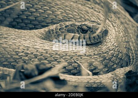 Un serpente d'acqua a ribelle rosse avvolti nel sole in un filtro a due tonalità. Raleigh, Carolina del Nord. Foto Stock