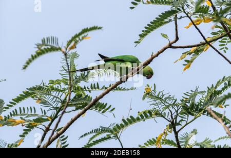 Comune verde parakeet in Sri Lanka mangiare mentre appollaiato su un ramo ad albero Foto Stock