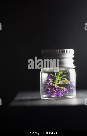 Minuscoli fiori viola in un piccolo vaso di vetro con coperchio in argento. Foto Stock