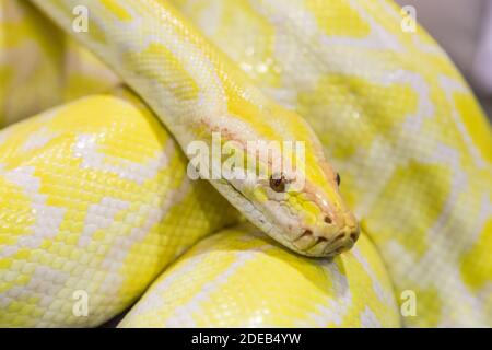 Pitone reticolato in oro closeup (Python reticulatus) Foto Stock