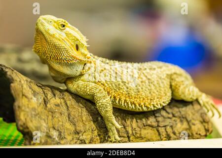 Drago bearded (agama, Pogona vitticeps) lucertola Bioexo Foto Stock