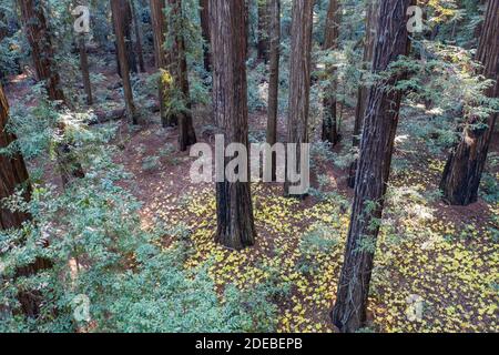 La luce del sole scende nelle ombre di una foresta di sequoie, Sequoia sempervirens, nella California del Nord. Le sequoie sono gli alberi più grandi della Terra. Foto Stock