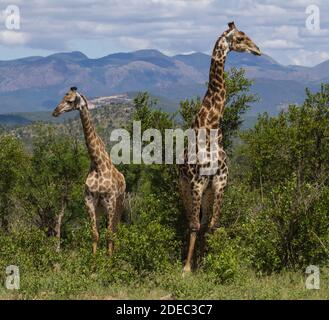 Giraffa maschile adulto con giovani giovani in piedi nel bushveld con montagne sullo sfondo del Kruger National Park, Sudafrica Foto Stock