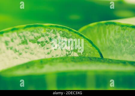 Foglia verde di aloe vera fresca a fette isolate su sfondo bianco. Piante naturali di erbe mediche, cura della pelle, sanità e concetto di beauty spa. Chiudi Foto Stock
