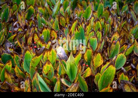 Lily-of-the-Valli morenti in autunno Foto Stock