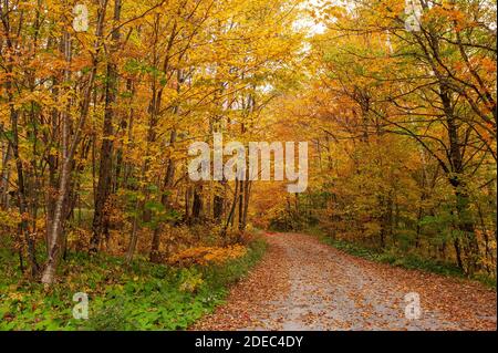Percorso coperto di foglie cadute, che attraversa una foresta panoramica. Faggio, betulla e acero nelle tonalità dorate dell'autunno. MAD River, Warren, Vermont, Stati Uniti Foto Stock