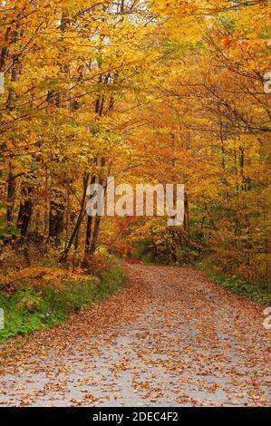 Percorso coperto di foglie cadute, che attraversa una foresta panoramica. Faggio, betulla e acero nelle tonalità dorate dell'autunno. MAD River, Warren, Vermont, Stati Uniti Foto Stock