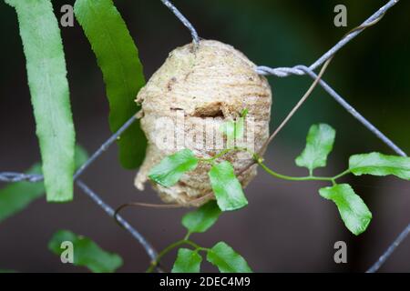 Ootheca (massa d'uovo) di gigante foresta pluviale Mantide (Hierodula majuscola) su recinzione. Novembre 2020. Baia di mucca. Parco Nazionale di Daintree. Queensland. Australia. Foto Stock