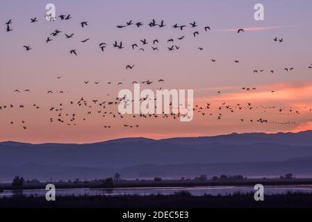 Enormi greggi di oche da neve (Anser caerulescens) e oche di Ross sorvolano Sacramento NWR in autunno, quando arrivano gli uccelli migratori. Foto Stock