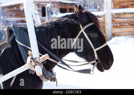 Irkutsk, Russia - 8 gennaio 2019: Slitta di Natale con un cavallo nero che corre sulla neve bianca nel museo etnografico Taltci. Foto Stock