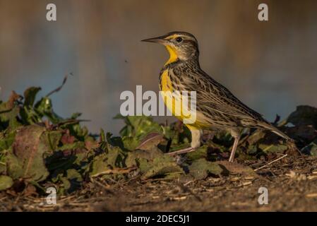 Il meadowlark occidentale (Sturnella negriecta) è l'uccello statale di 6 stati: Montana, Kansas, Nebraska, North Dakota, Oregon e Wyoming. Foto Stock