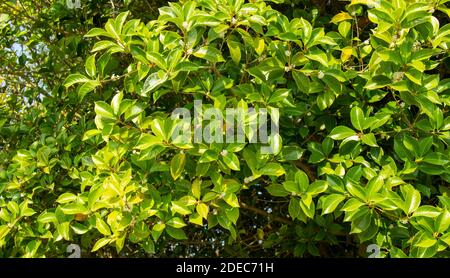 Magnolia grandiflora è una specie di piante da fiore. Foglie, fiori, rami giovani possono essere utilizzati per produrre olio essenziale Foto Stock