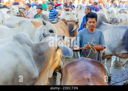 Bestiame venduto al mercato d'aste di bestiame Padre Garcia a Batangas, Filippine Foto Stock