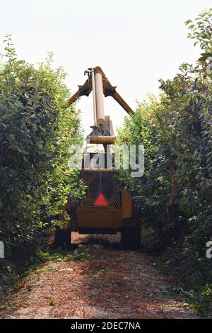 Un colpo verticale di una macchina agricola per coltivare a. archiviato guidando attraverso le file di pianta Foto Stock