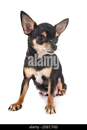 Poco chihuahua davanti a uno sfondo bianco Foto Stock