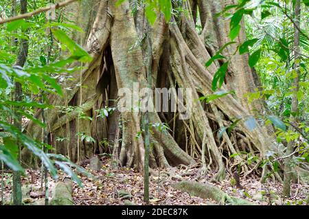 Radici di fico strangler si sparse fuori sul terreno di Mary Cairncross Scenic Reserve Foto Stock