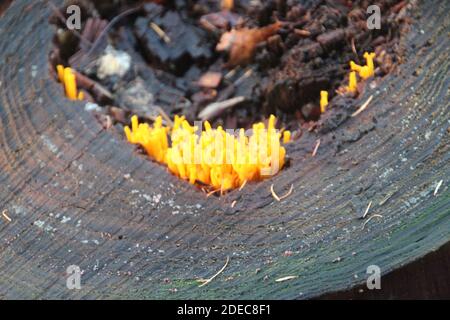 La viscosa di Calocera, comunemente conosciuta come la stagshorn gialla, è un fungo di gelatina su un tronco di albero Foto Stock