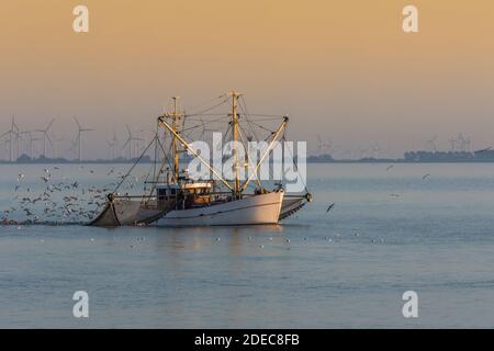 Peschereccio da traino con reti da traino e sciame di gabbiani, Buesum, Mare del Nord, Schleswig-Holstein, Germania Foto Stock