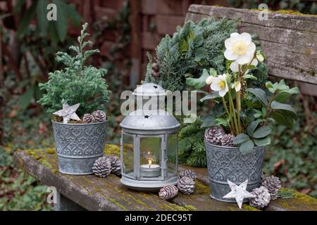 decorazione del giardino di natale con helleborus niger in pentole di zinco e. lanterna d'epoca Foto Stock