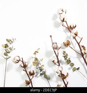 Fiori di cotone secchi e rami di eucalipto su sfondo bianco. Spazio vuoto. Spazio di copia Foto Stock