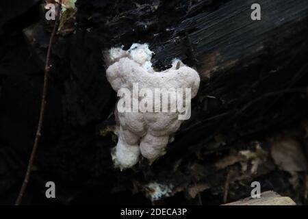 Il ptychogaster di Postia, conosciuto comunemente come pychogaster di polvere, è una specie di fungo della famiglia delle Fomitopsidaceae su un albero Foto Stock